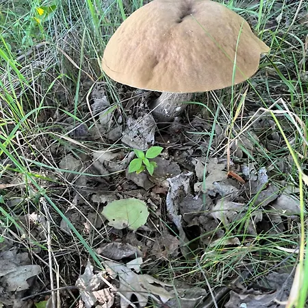 Cichotnia * Sorkwity