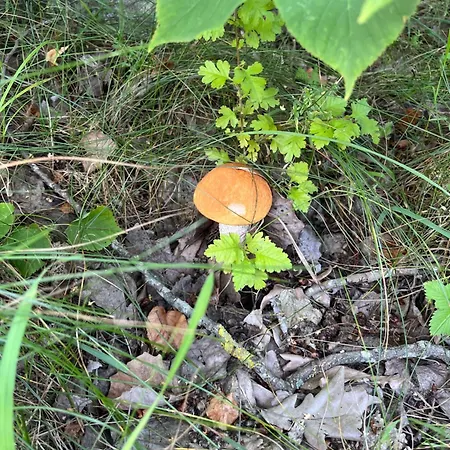 Cichotnia Daire